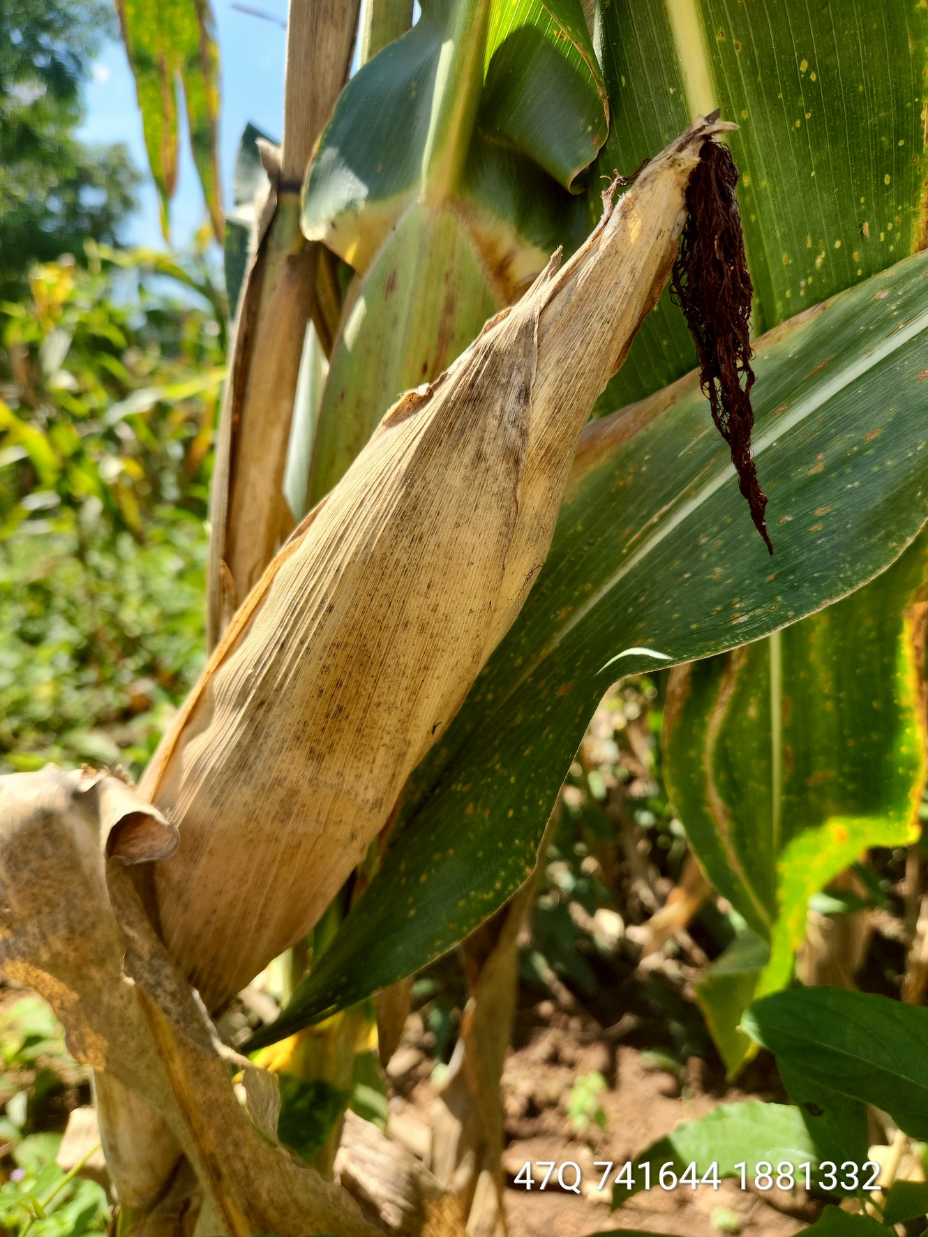 เลขาธิการ สศก. เตรียมนำทีม ลุย Crop Cutting ภาคสนามเพชรบูรณ์ 27 ตุลาคมนี้ ลงพื้นที่แปลงข้าวโพดเกษตรกร ยกระดับข้อมูลแม่นยำพืชเศรษฐกิจของประเทศ 6 551768 0