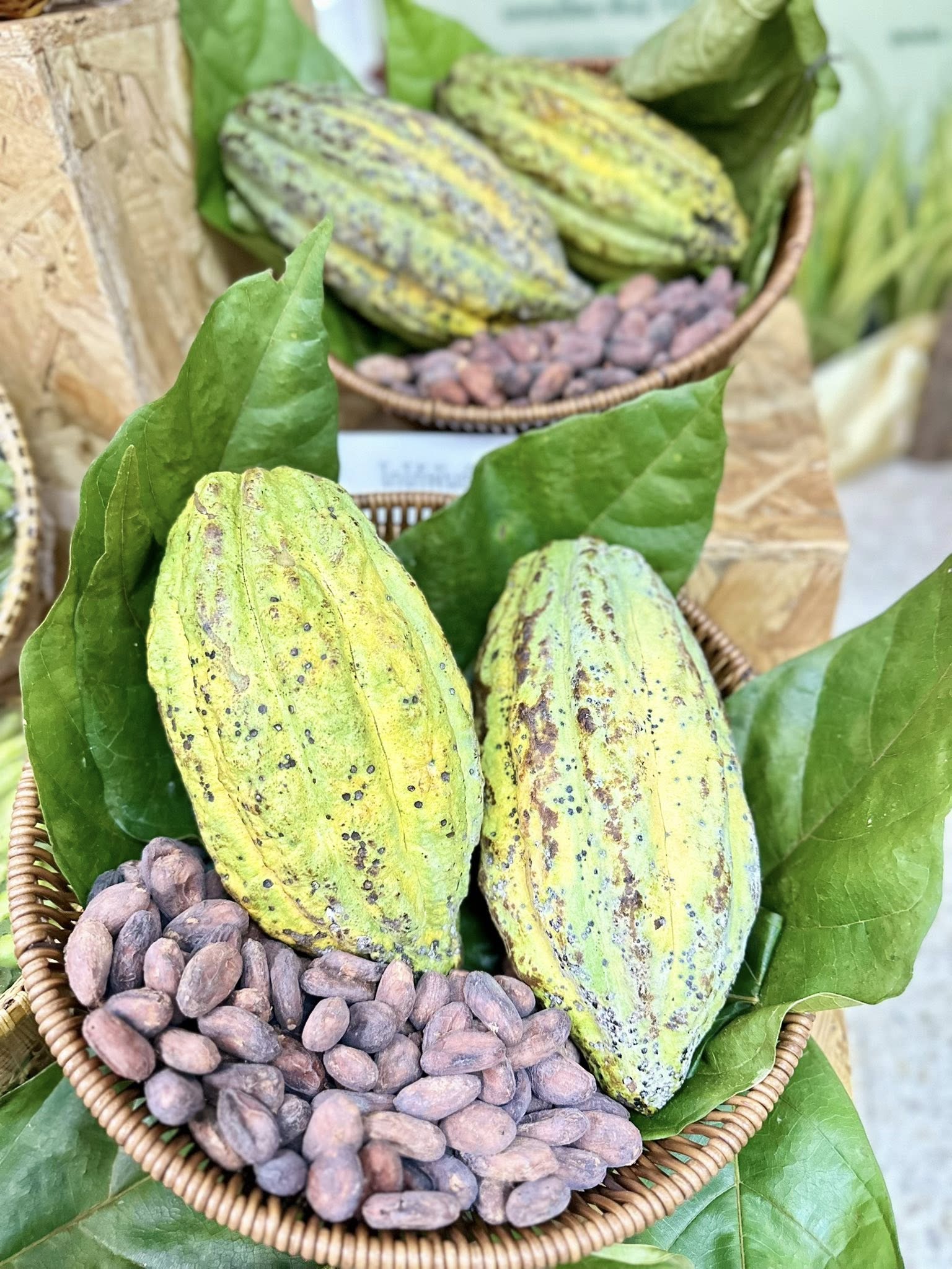 เปิด 10 พืชพันธุ์ดี ปี 2568 จากกรมวิชาการเกษตร 7 5561