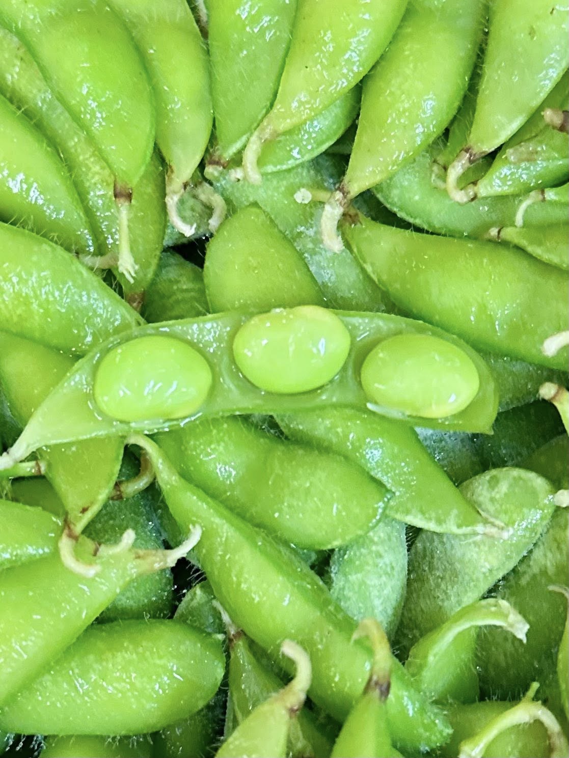 เปิด 10 พืชพันธุ์ดี ปี 2568 จากกรมวิชาการเกษตร 9 556251945