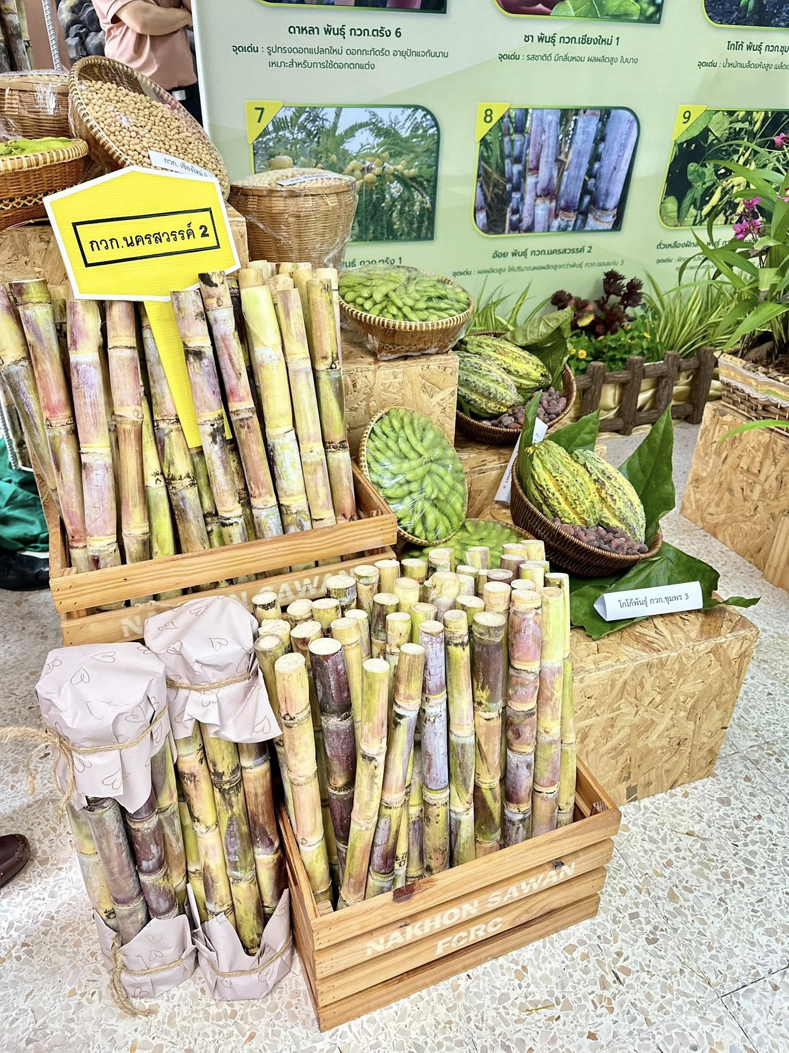 เปิด 10 พืชพันธุ์ดี ปี 2568 จากกรมวิชาการเกษตร 5 556577822