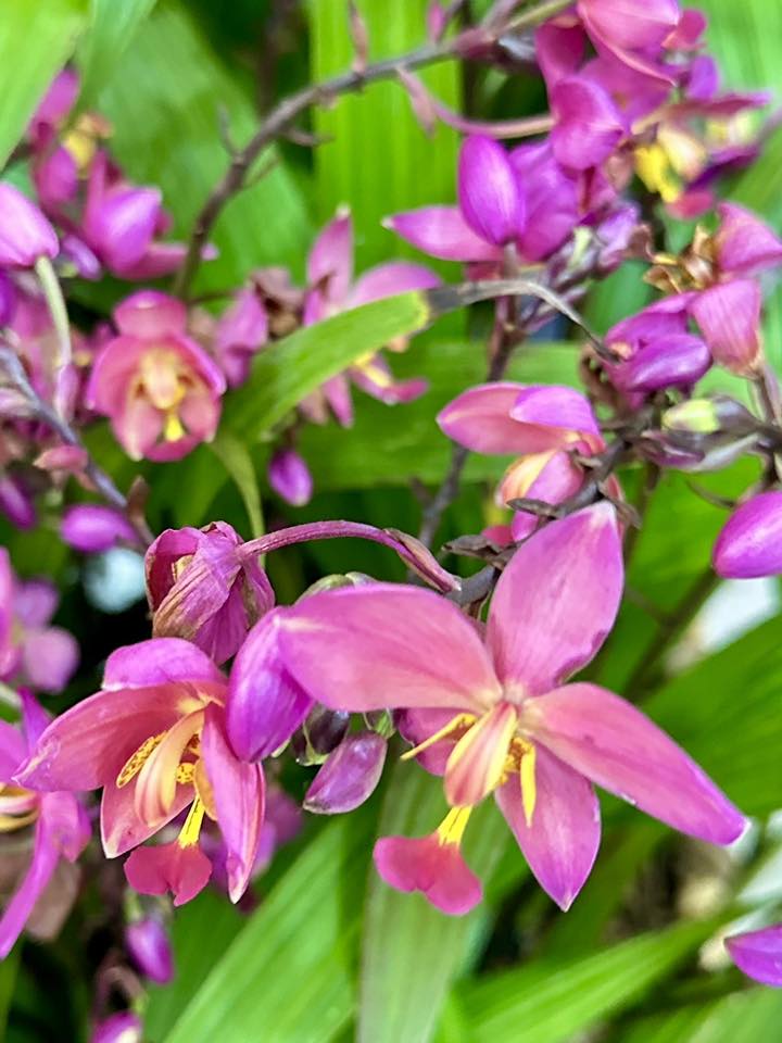 เปิด 10 พืชพันธุ์ดี ปี 2568 จากกรมวิชาการเกษตร 6 557255367