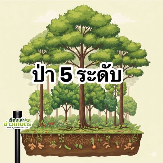 เรียนรู้ 558989030 1611865490133827 6947205347874324600 n