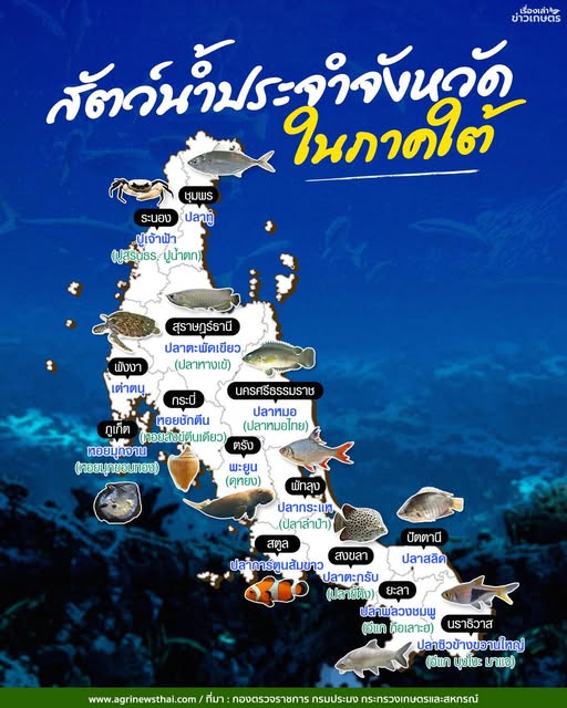 สัตว์น้ำประจำจังหวัด..ในภาคใต้ 16 561172723 1617557586231284 6894097486643235286 n