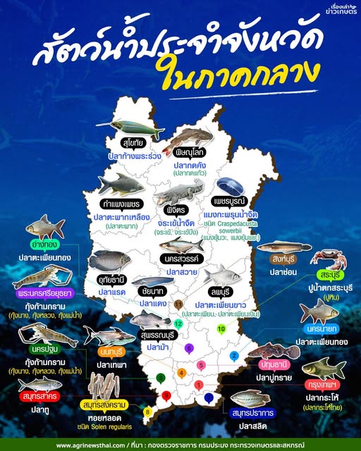 สัตว์น้ำประจำจังหวัดไทยในภาคกลาง 24 561735536