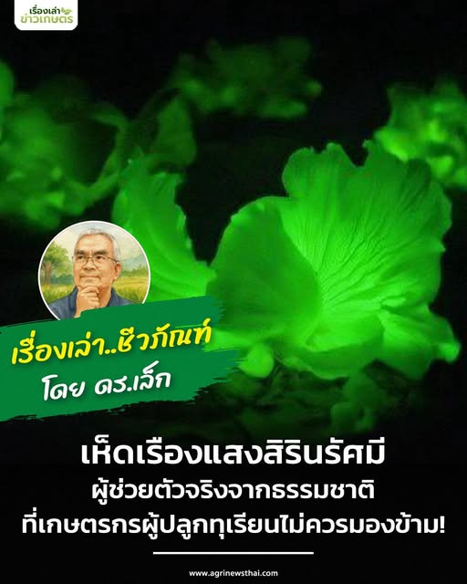 เห็ดเรืองแสงสิรินรัศมี – ผู้ช่วยตัวจริงจากธรรมชาติ ที่เกษตรกรผู้ปลูกทุเรียนไม่ควรมองข้าม 19 564721738 1618441049476271 5240939056011422717 n