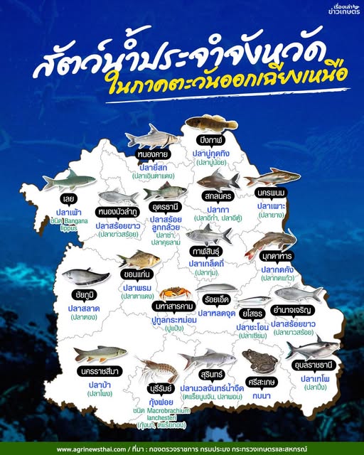 สัตว์น้ำประจำจังหวัดไทย..ในภาคตะวันออกเฉียงเหนือ 22 565139991 1617546619565714 5538505493566342249 n