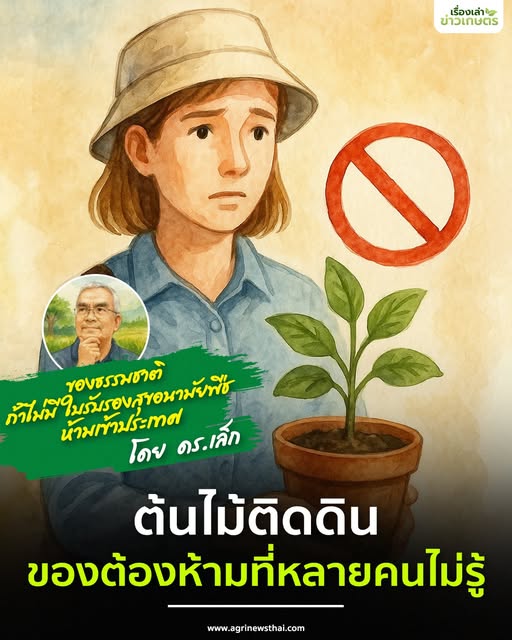 ของธรรมชาติ ถ้าไม่มีใบรับรองสุขอนามัยพืช ห้ามเข้าประเทศ โดย ดร.เล็ก ต้นไม้ติดดิน…ของต้องห้ามที่หลายคนไม่รู้ 7 565713022 1618843509436025 6048004784105841050 n 2