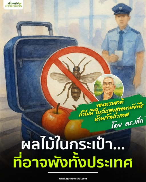 ของธรรมชาติ ถ้าไม่มีใบรับรองสุขอนามัยพืช ห้ามเข้าประเทศ โดย ดร.เล็ก “ผลไม้ในกระเป๋า…ที่อาจพังทั้งประเทศ” 7 566225495 1618840459436330 9176100371475765215 n