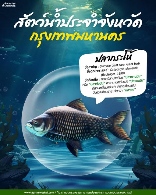 “ปลากระโห้” สัตว์น้ำประจำจังหวัดกรุงเทพมหานคร 2 569035773 1624828642170845 6188770840835209463 n