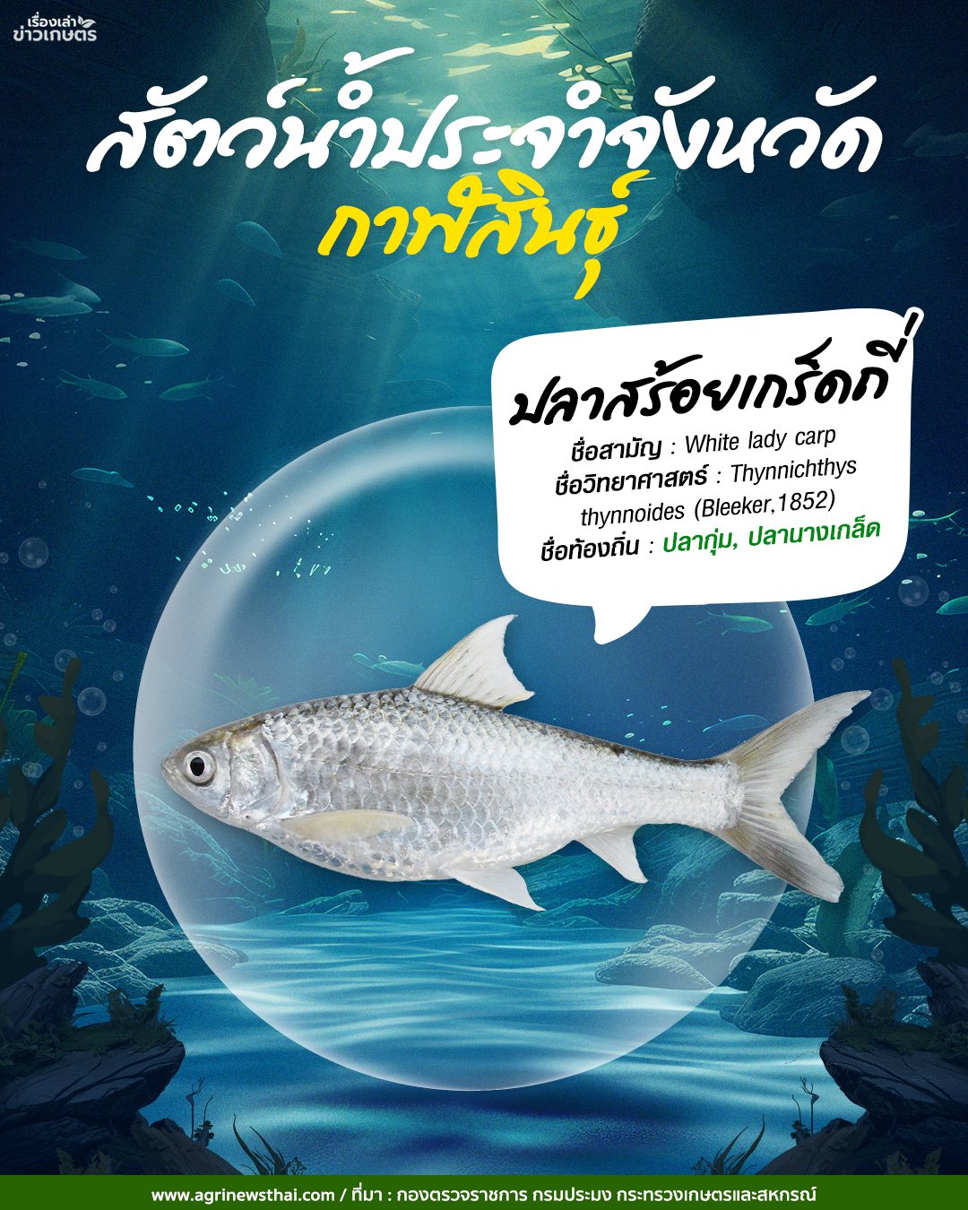 สัตว์น้ำประจำจังหวัด กาญจนบุรี- ปลายี่สก กาฬสินธุ์ - ปลาสร้อยเกล็ดถี่ 3 569613668 1625113642142345 5507669904106427373 n