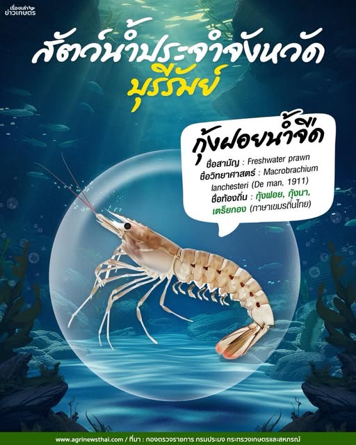 สัตว์น้ำประจำจังหวัดบุรีรัมย์ “กุ้งฝอยน้ำจืด” กุ้งฝอย, กุ้งนา, เตรียกอง (ภาษาเขมรถิ่นไทย) 2 570917969 1627640941889615 1853233381645856050 n