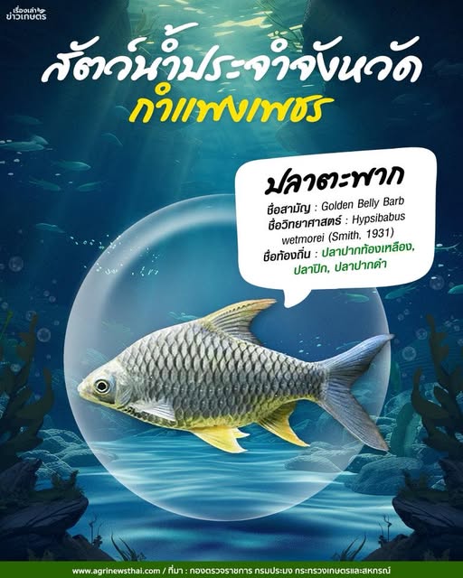 สัตว์น้ำประจำจังหวัดกำแพงเพชร: ปลาตะพาก 2 571162141 1625891445397898 3289456781545179720 n