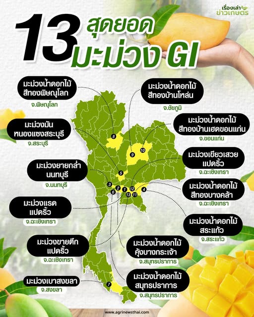 13 สุดยอดมะม่วง GI มีที่ไหนบ้าง รสชาติเป็นอย่างไร 45 571197822 1627952781858431 7089359149509269759 n