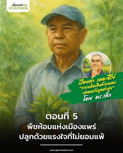 เรื่องเล่า เดอะซีรีส์ “การผลิตสินค้าเกษตรปลอดภัยมูลค่าสูง”ตอนที่ 5 : “พืชห้อมแห่งเมืองแพร่…ปลูกด้วยแรงใจที่ไม่ยอมแพ้” 6 571209626 1625755985411444 238514204724043671 n
