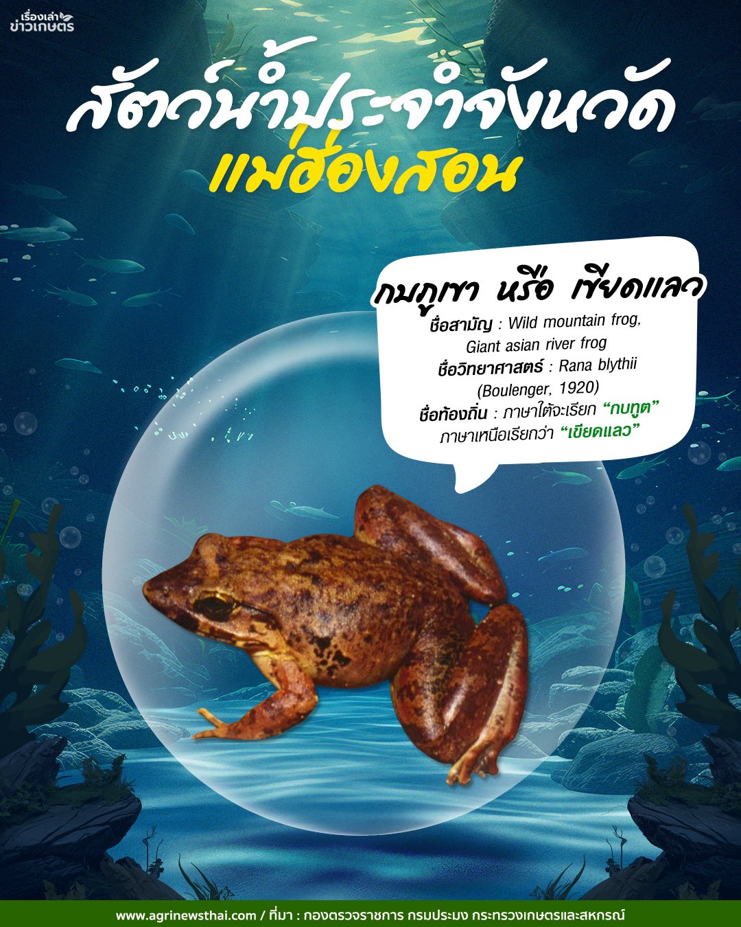สัตว์น้ำประจำจังหวัดลำพูน “อึ่งเพ้า” ชื่อท้องถิ่น อึ่งดำ อึ่งปากขวด อึ่งโกก อึ่งกระโดน 4 571251077 1630290914957951 8476298023762677002 n