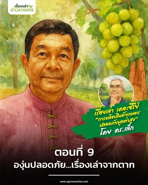 เรื่องเล่า เดอะซีรีส์ “การผลิตสินค้าเกษตรปลอดภัยมูลค่าสูง” ตอนที่ 9 : “องุ่นปลอดภัย…เรื่องเล่าจากตาก” 7 571331842 1627636181890091 3227677173792867951 n