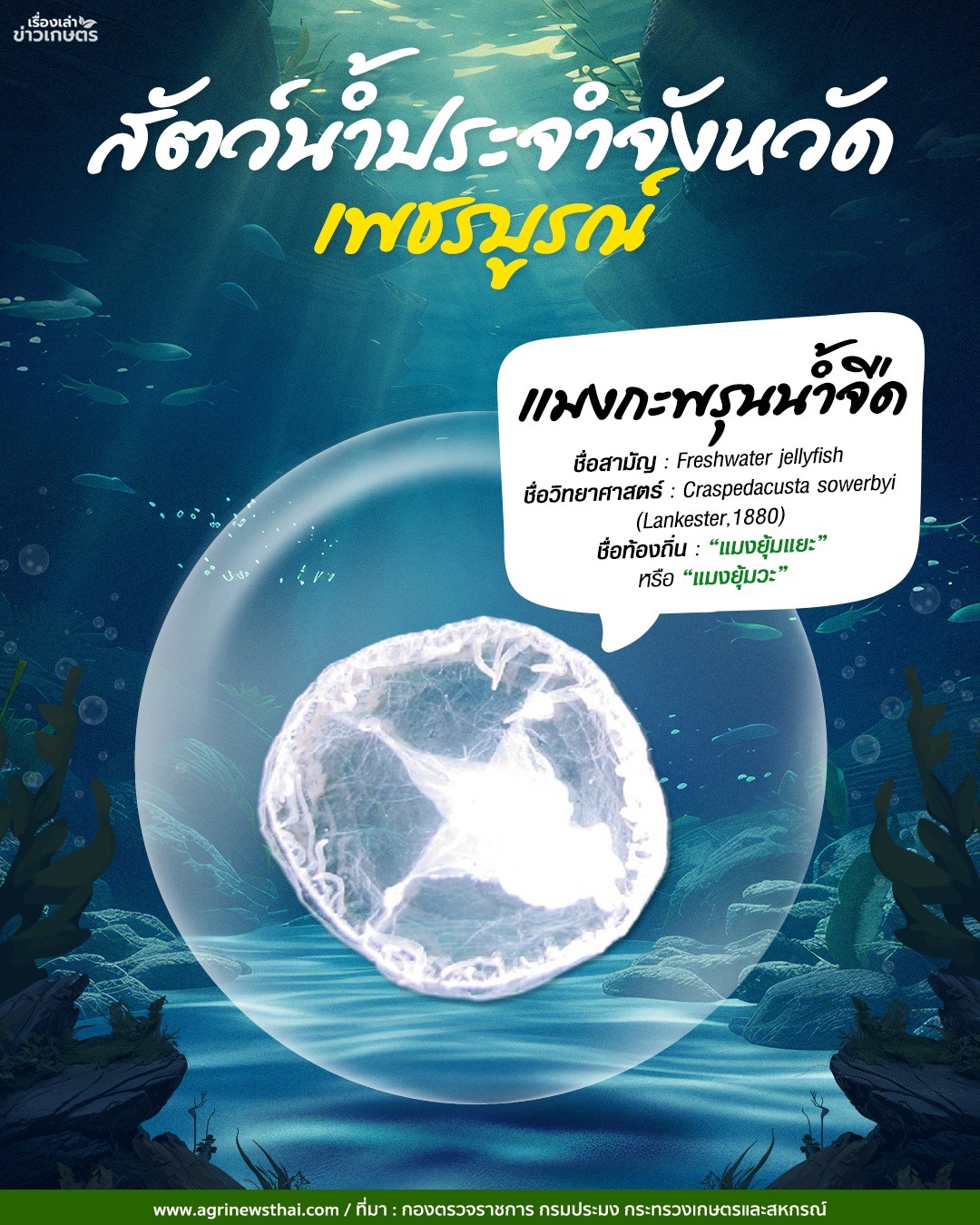 สัตว์น้ำประจำจังหวัด : เพชรบูรณ์ 571387728 1631316328188743 8788468031933477667 n 1 1