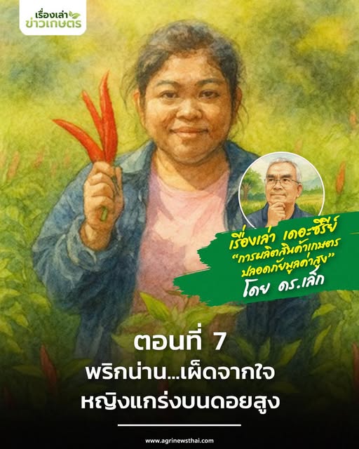 เรื่องเล่า เดอะซีรีส์“การผลิตสินค้าเกษตรปลอดภัยมูลค่าสูง”ตอนที่ 7 : “พริกน่าน…เผ็ดจากใจหญิงแกร่งบนดอยสูง 7 571503332 1626728838647492 4814819897789280199 n