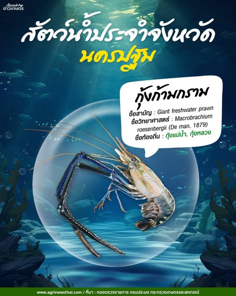 สัตว์น้ำประจำจังหวัด พระนครศรีอยุธยา-นครปฐม“กุ้งก้ามกราม”ชื่อท้องถิ่น กุ้งแม่น้ำ- กุ้งหลวง 3 571757384 1631078801545829 5705420602023159751 n