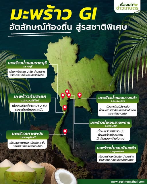ปักหมุดมะพร้าว GI มีที่ไหนบ้าง 20 571817562 1626780325309010 6020300473571884242 n