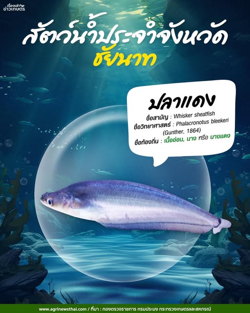 สัตว์น้ำประจำจังหวัดชัยนาท : ปลาแดง ชื่อท้องถิ่น เนื้ออ่อน นางหรือนางแดง 2 571974684 1628504348469941 7387282562877615925 n