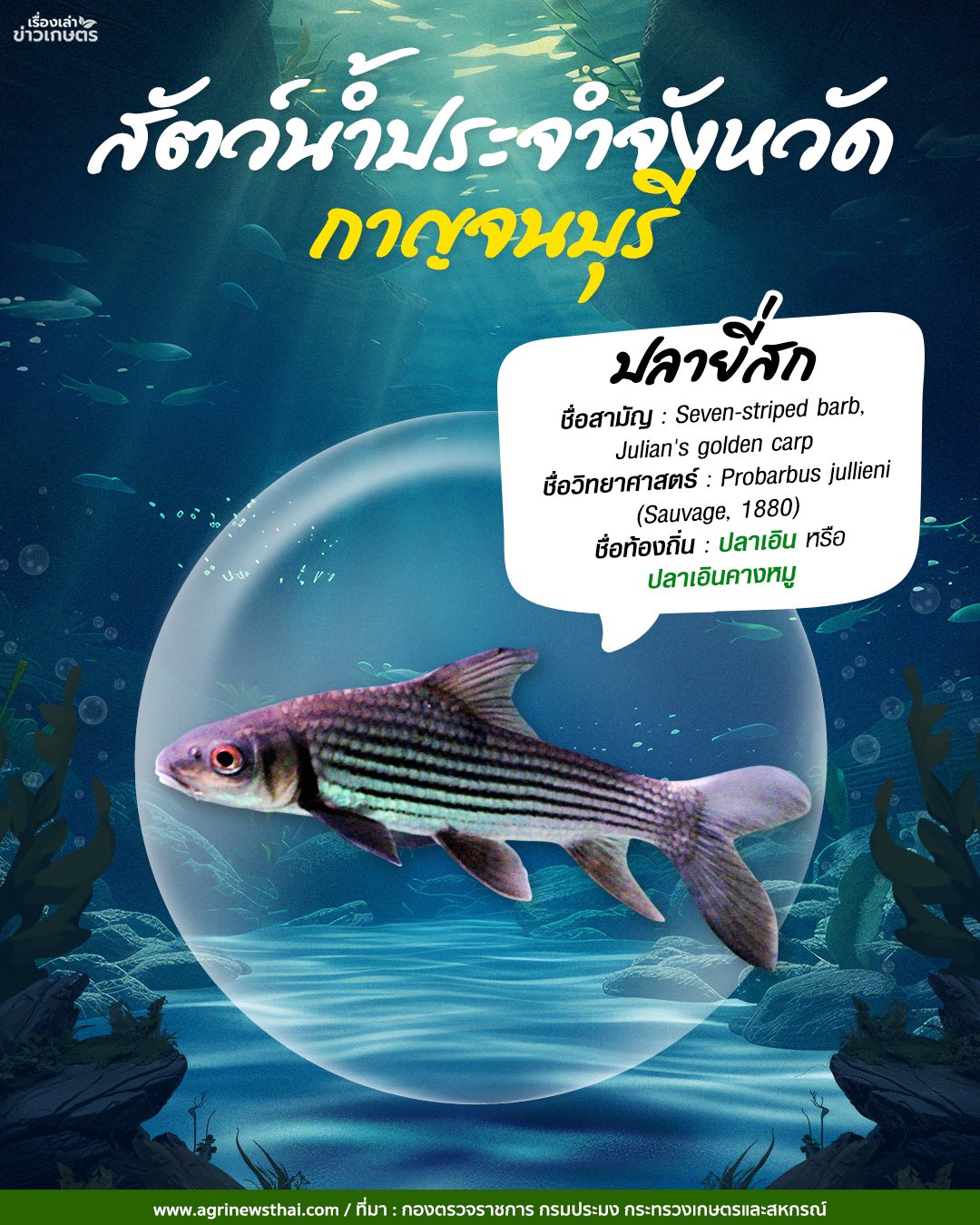 สัตว์น้ำประจำจังหวัด กาญจนบุรี- ปลายี่สก กาฬสินธุ์ - ปลาสร้อยเกล็ดถี่ 2 572229051 1625113632142346 2343419671329520664 n