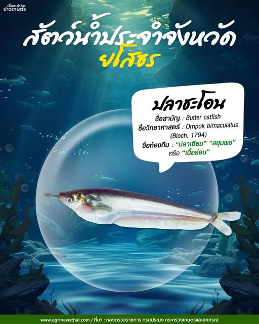 สัตว์น้ำประจำจังหวัดยโสธร : ปลาชะโอน ชื่อท้องถิ่น ปลาเซียม สยุมพร เนื้ออ่อน 2 572237297 1628499471803762 802516336932593844 n