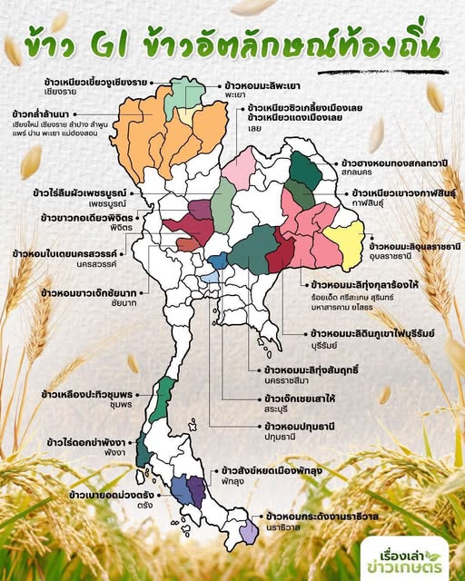 GI คืออะไร ข้าว GI มีที่ไหนบ้าง 26 572271422 1631140481539661 5654129604071411032 n