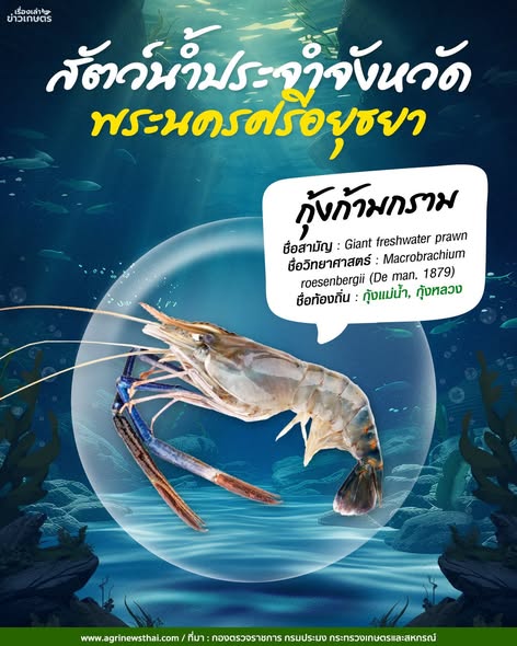 สัตว์น้ำประจำจังหวัด พระนครศรีอยุธยา-นครปฐม“กุ้งก้ามกราม”ชื่อท้องถิ่น กุ้งแม่น้ำ- กุ้งหลวง 2 572363901 1631078791545830 1527071367118213944 n 1