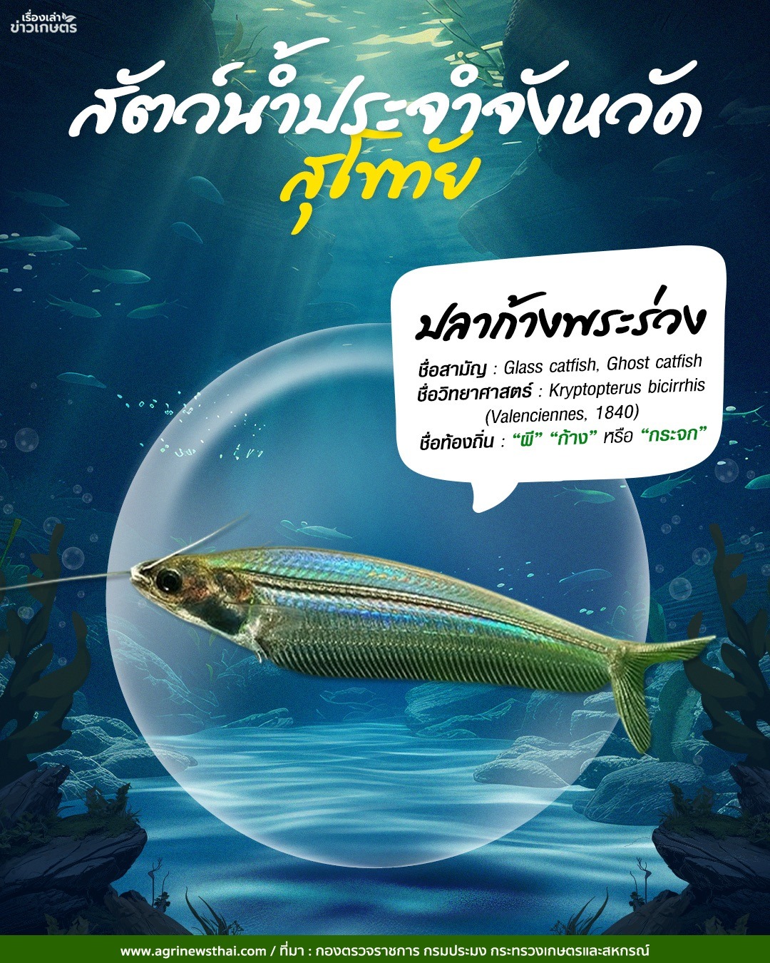 สัตว์น้ำประจำจังหวัด : เพชรบูรณ์ 573979697 1631316531522056 6692231090599185768 n 1