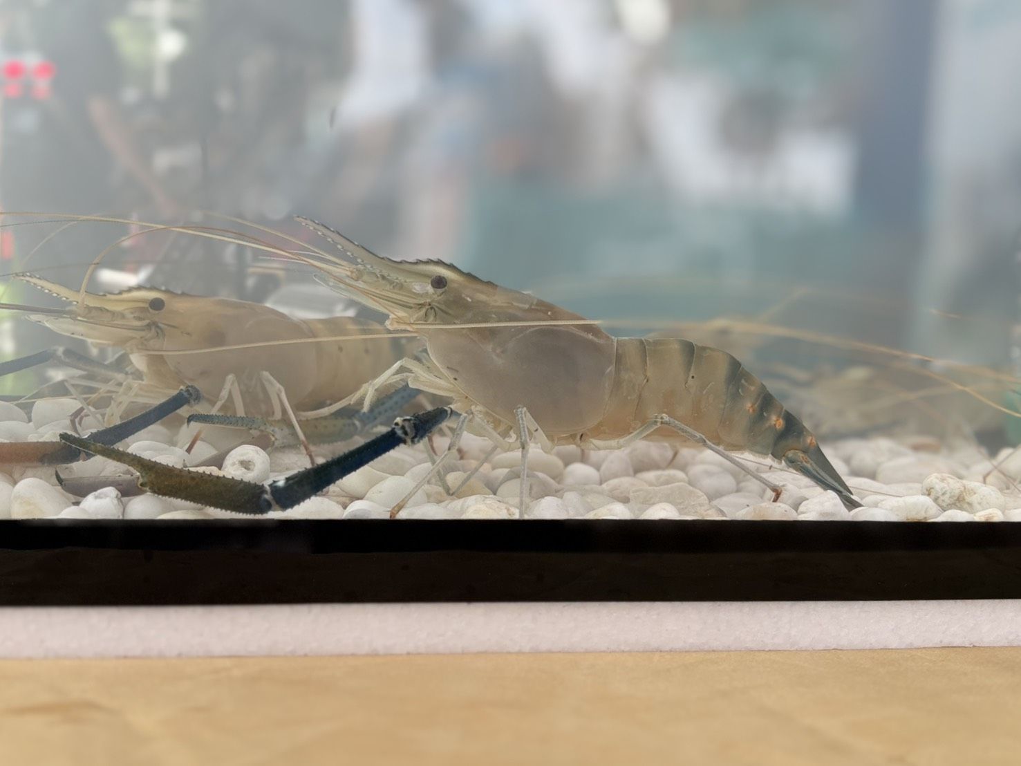 กรมประมง ดันกุ้งก้ามกรามไทย บุกตลาดจีน ร่วมเปิดงานสัมมนา “ลงทะเบียนรับสิทธิ์ส่งกุ้งก้ามกรามไทยไปจีน”หนุนเกษตรเตรียมพร้อมส่งกุ้งก้ามกรามสินค้า GI สู่แดนมังกร 7 620006