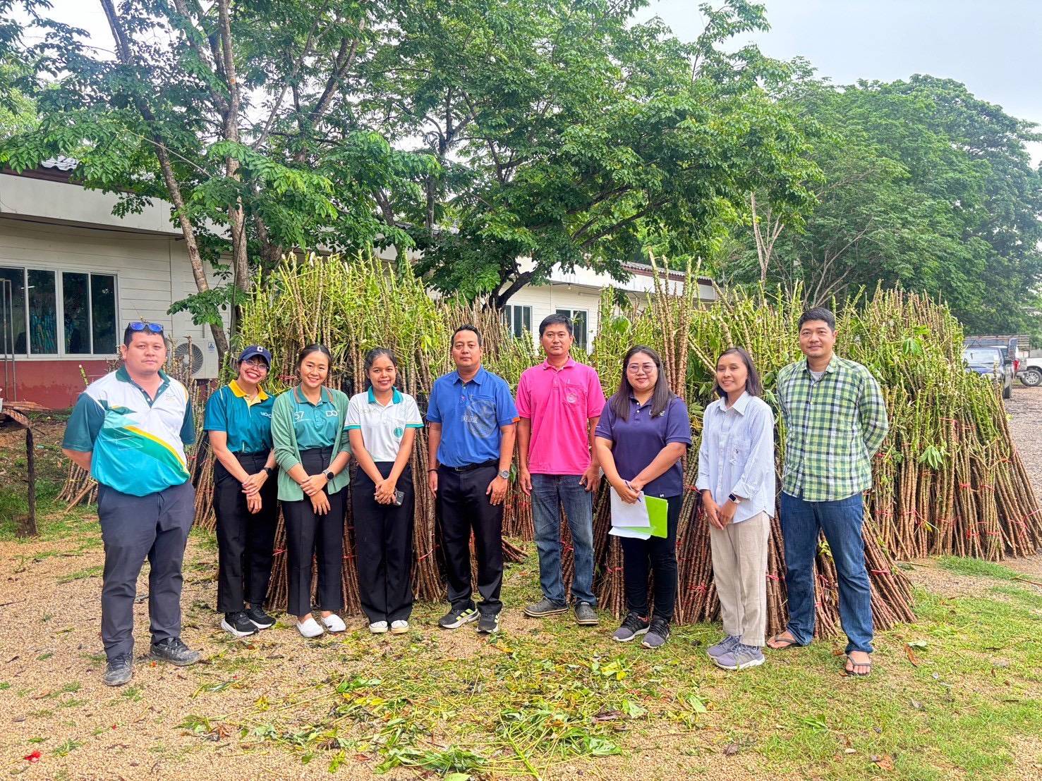 เกษตรฯ เร่งผลิต–ขยาย–กระจาย “มันสำปะหลังพันธุ์ดีต้านทานโรคใบด่าง” ครอบคลุมทั่วประเทศ 3 94892