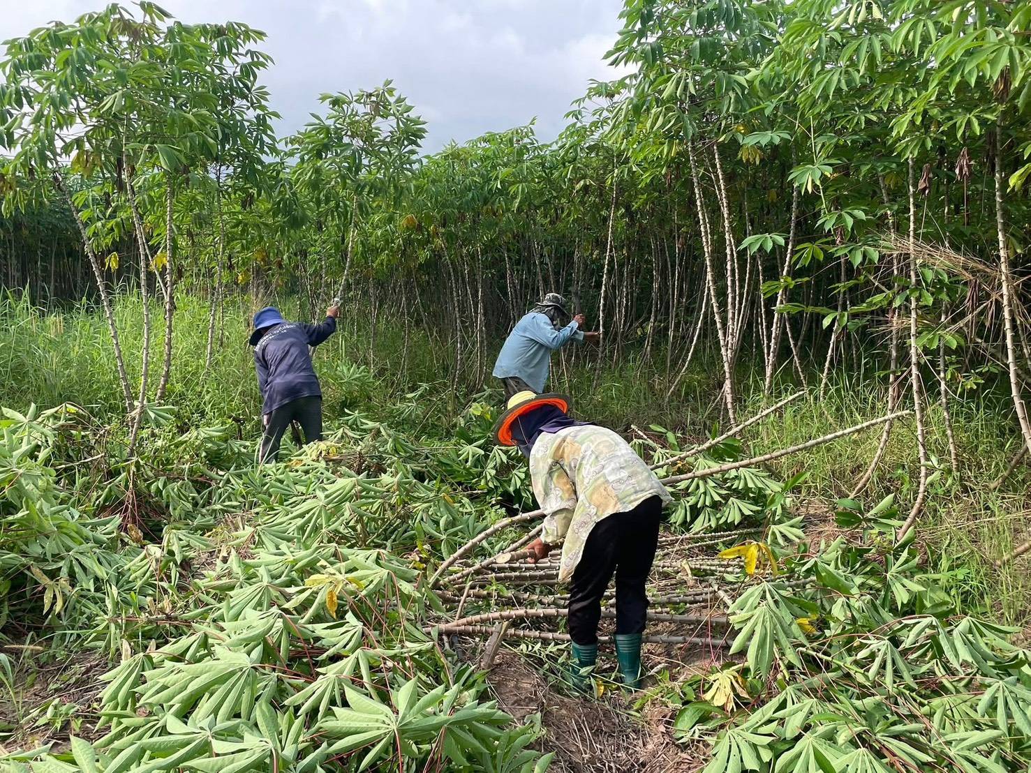 เกษตรฯ เร่งผลิต–ขยาย–กระจาย “มันสำปะหลังพันธุ์ดีต้านทานโรคใบด่าง” ครอบคลุมทั่วประเทศ 6 94895
