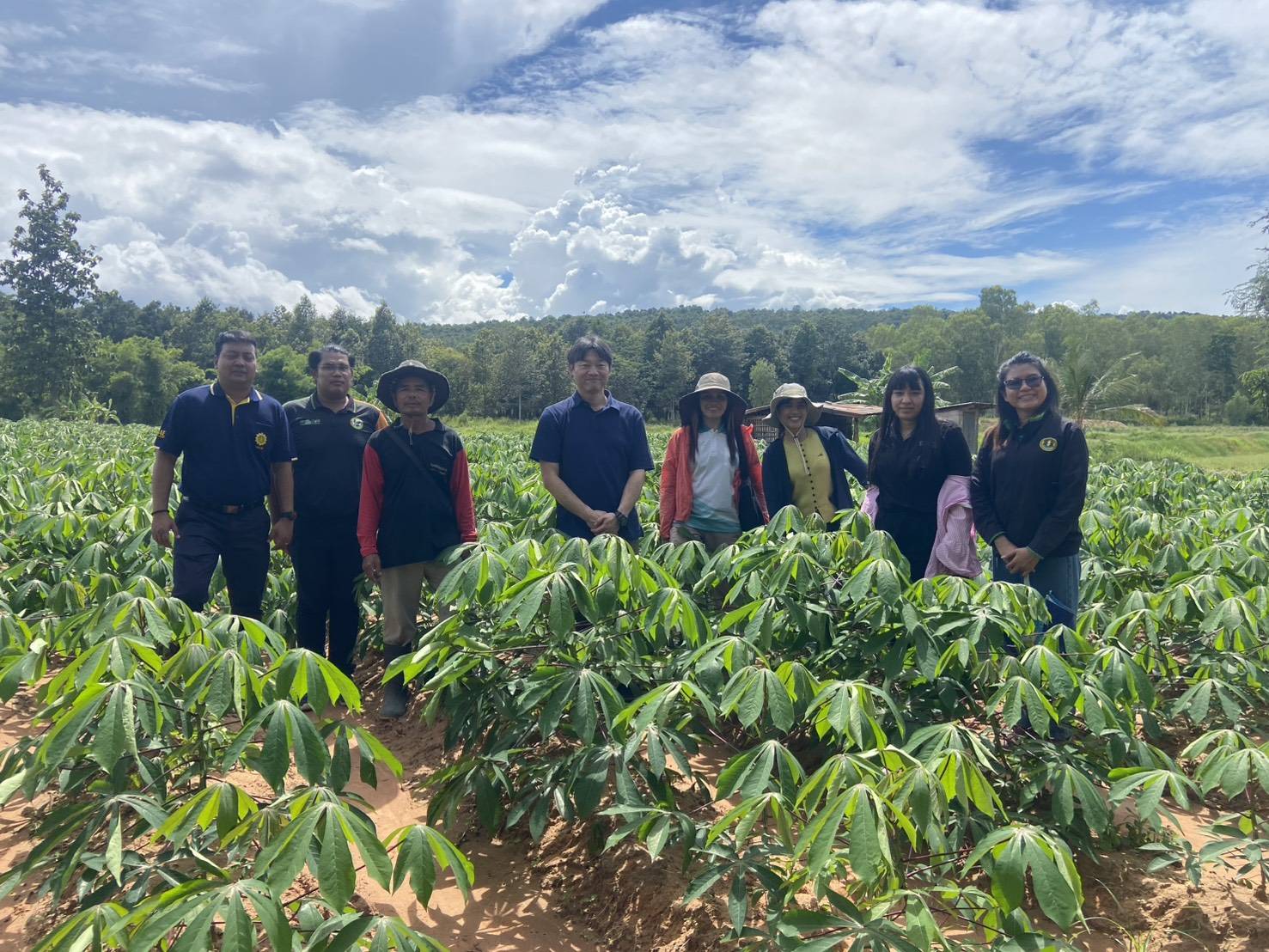 เกษตรฯ เร่งผลิต–ขยาย–กระจาย “มันสำปะหลังพันธุ์ดีต้านทานโรคใบด่าง” ครอบคลุมทั่วประเทศ 7 94896