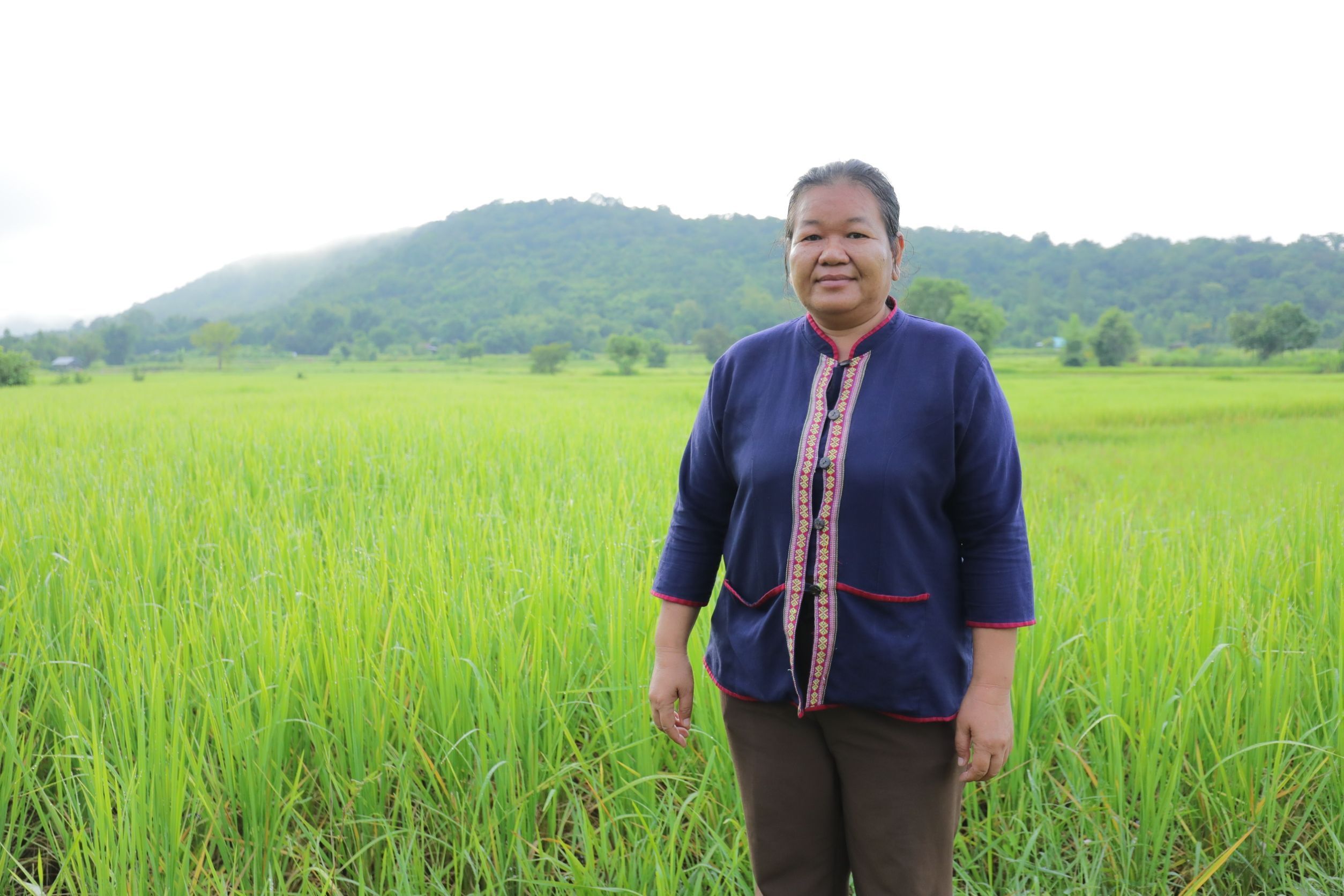 วิสาหกิจชุมชนเกษตรอินทรีย์นาภู ผู้ผลิตข้าวเหนียวเขาวงกาฬสินธุ์อันเลื่องชื่อ 3 949994