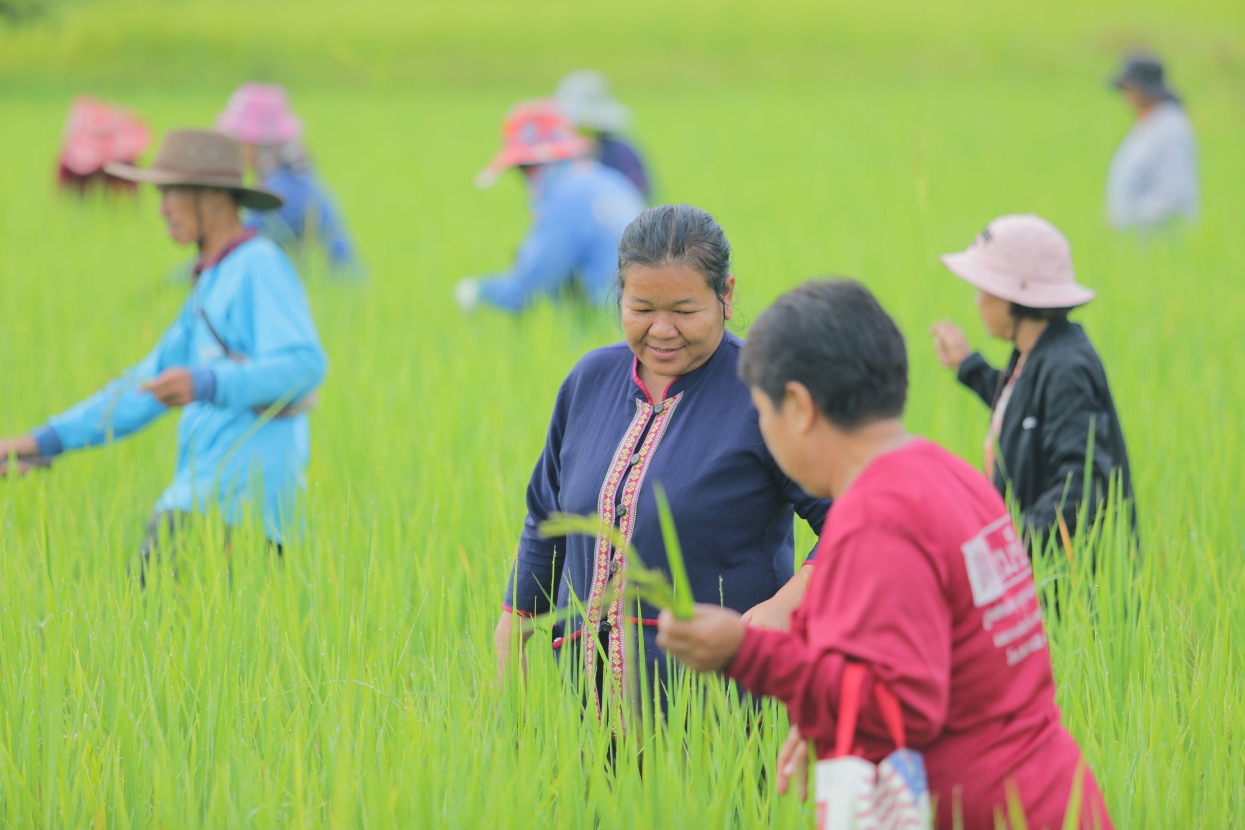วิสาหกิจชุมชนเกษตรอินทรีย์นาภู ผู้ผลิตข้าวเหนียวเขาวงกาฬสินธุ์อันเลื่องชื่อ 4 949995