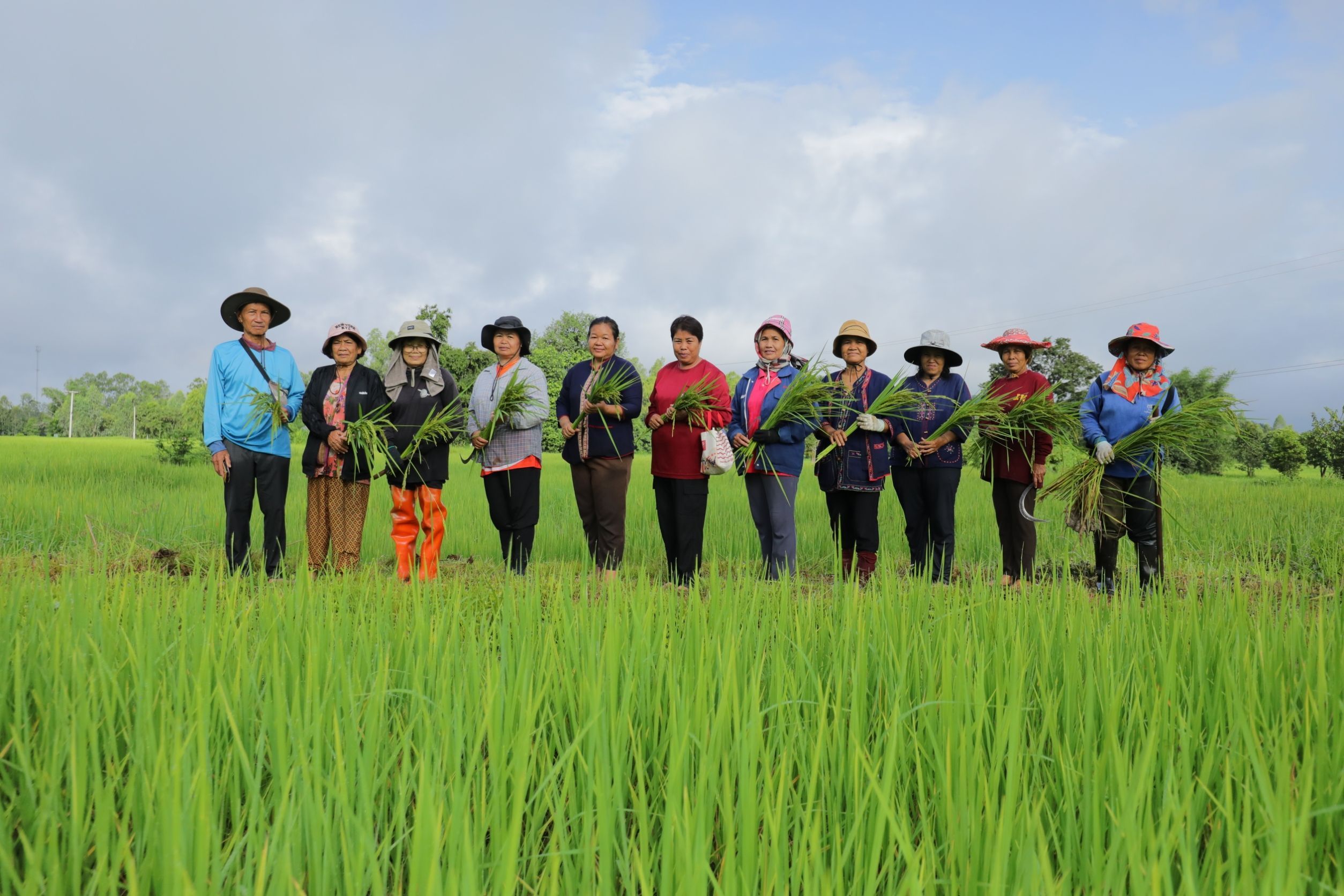 วิสาหกิจชุมชนเกษตรอินทรีย์นาภู ผู้ผลิตข้าวเหนียวเขาวงกาฬสินธุ์อันเลื่องชื่อ 7 949999
