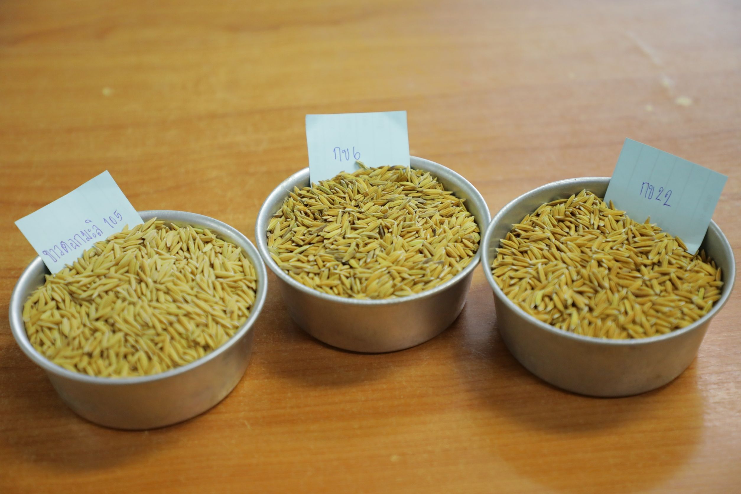 ศูนย์เมล็ดพันธุ์ข้าวกาฬสินธุ์ เบื้องหลังความสำเร็จ ของเกษตรกรดีเด่นแห่งชาติ 8 951191