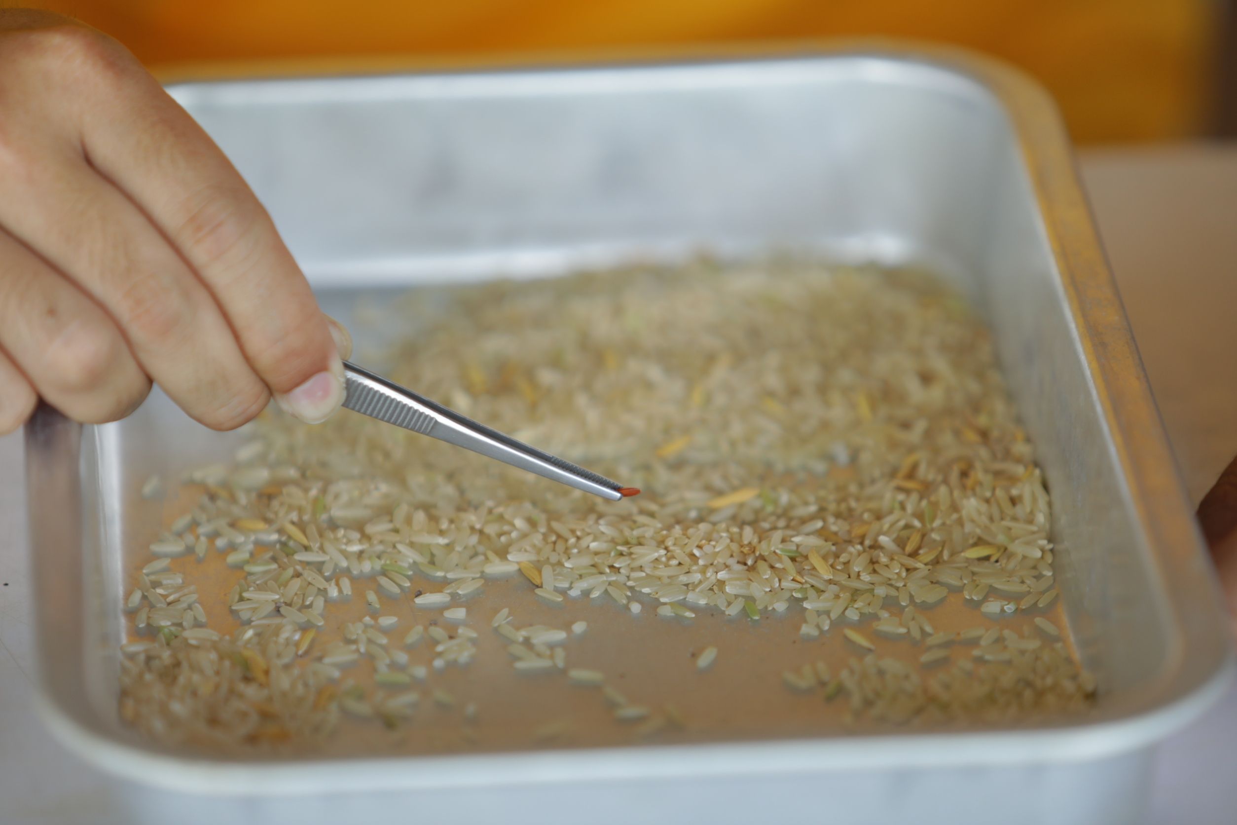 ศูนย์เมล็ดพันธุ์ข้าวกาฬสินธุ์ เบื้องหลังความสำเร็จ ของเกษตรกรดีเด่นแห่งชาติ 9 951194