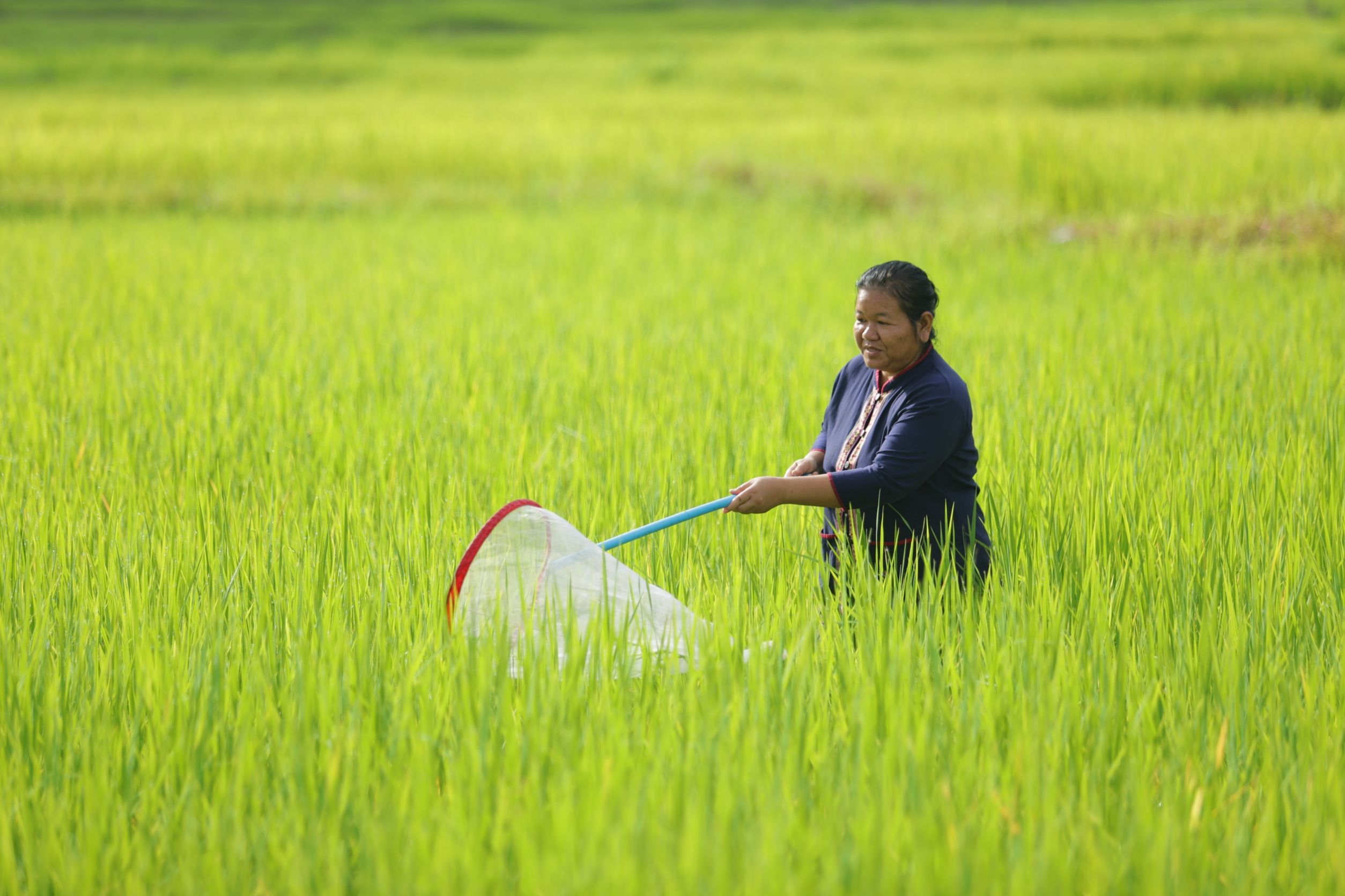 ศูนย์เมล็ดพันธุ์ข้าวกาฬสินธุ์ เบื้องหลังความสำเร็จ ของเกษตรกรดีเด่นแห่งชาติ 4 951201