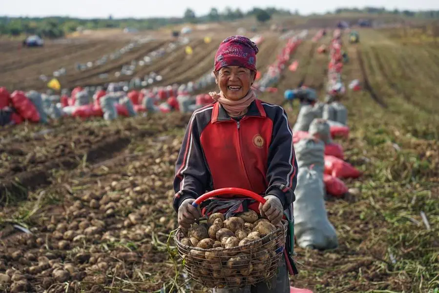 จีนส่งเครื่องจักรเกษตร ช่วยแหล่งผลิต ‘ธัญพืช’ เก็บเกี่ยวหนีฝนกระหน่ำ 2 IMG 6746