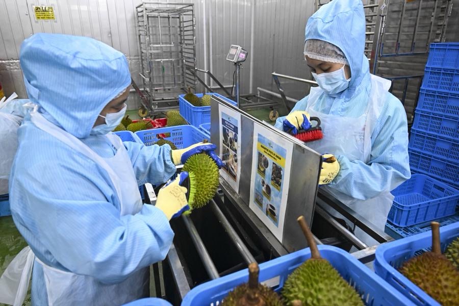 มาเลเซียส่งออก 'ทุเรียนมูซังคิง' ถึงจีนไวใน 36 ชม. 4 IMG 6835