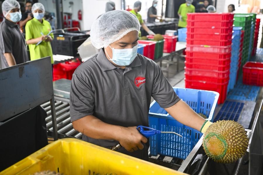 มาเลเซียส่งออก 'ทุเรียนมูซังคิง' ถึงจีนไวใน 36 ชม. 2 IMG 6837