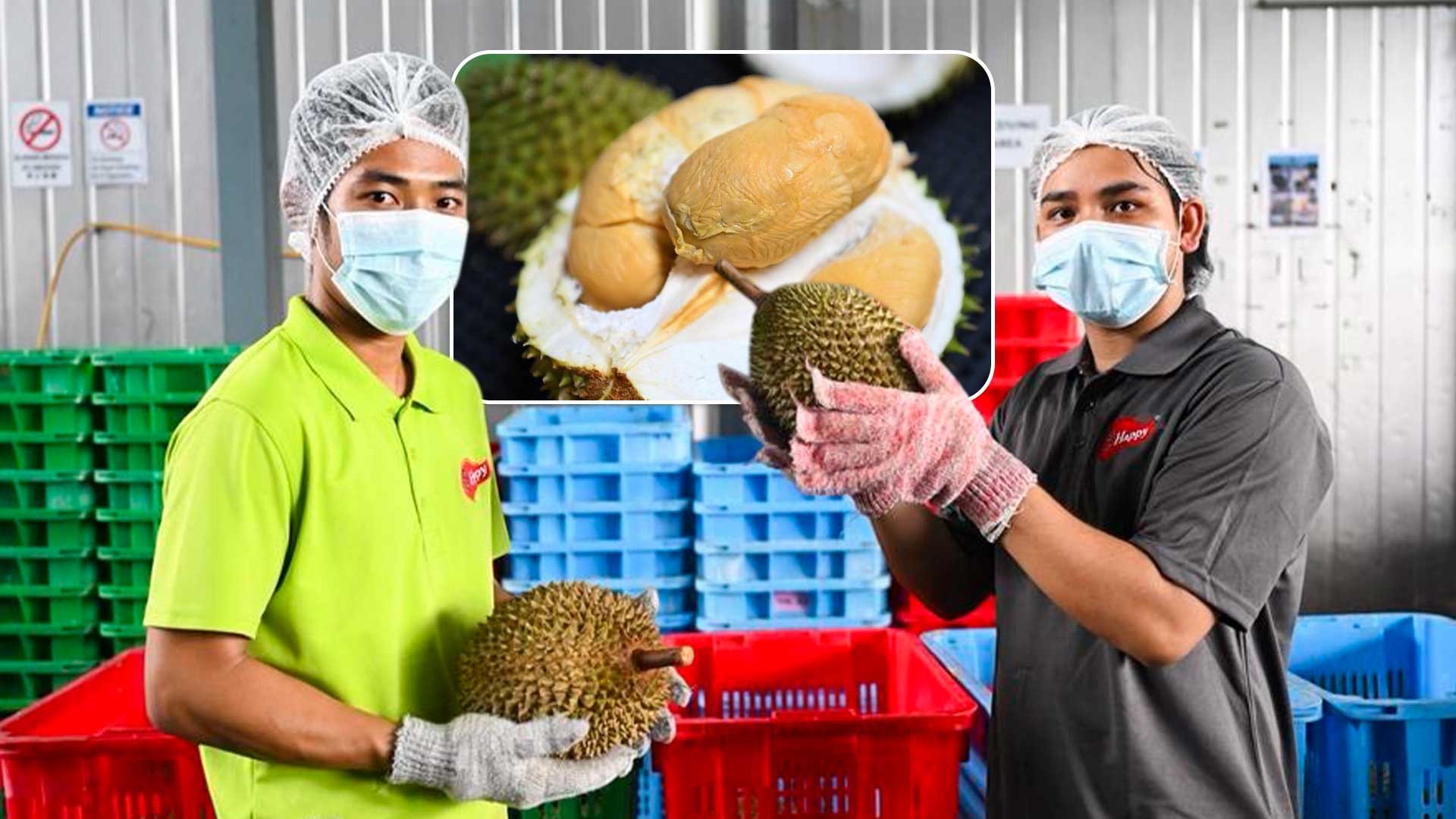 มาเลเซียส่งออก 'ทุเรียนมูซังคิง' ถึงจีนไวใน 36 ชม. 1 IMG 6844
