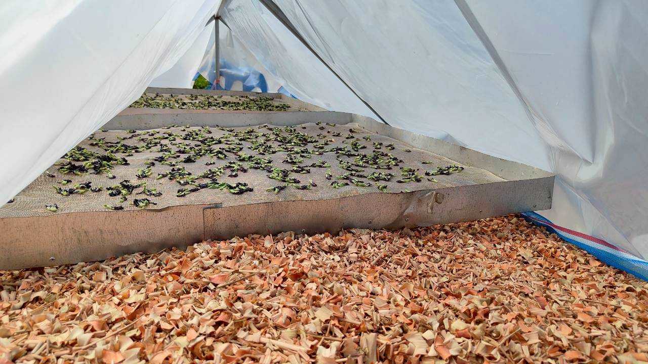 ต้นแบบแปลงใหญ่ ‘ตะไคร้บ้านวงฆ้อง’ จ.กำแพงเพชร รวมกลุ่มผลิตมาตรฐาน GAP สร้างรายได้ หนุนเศรษฐกิจชุมชน 6 LINE ALBUM ข่าวตะไคร้ สศท 12 251022 38 0