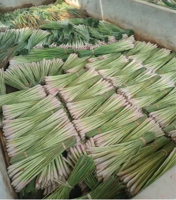 ต้นแบบแปลงใหญ่ ‘ตะไคร้บ้านวงฆ้อง’ จ.กำแพงเพชร รวมกลุ่มผลิตมาตรฐาน GAP สร้างรายได้ หนุนเศรษฐกิจชุมชน 4 LINE ALBUM ข่าวตะไคร้ สศท 12 251022 4 0