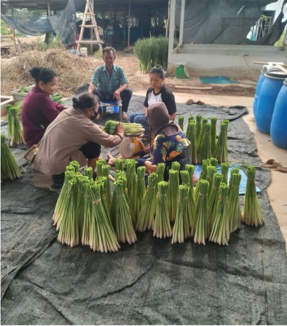 ต้นแบบแปลงใหญ่ ‘ตะไคร้บ้านวงฆ้อง’ จ.กำแพงเพชร รวมกลุ่มผลิตมาตรฐาน GAP สร้างรายได้ หนุนเศรษฐกิจชุมชน 5 LINE ALBUM ข่าวตะไคร้ สศท 12 251022 5 0