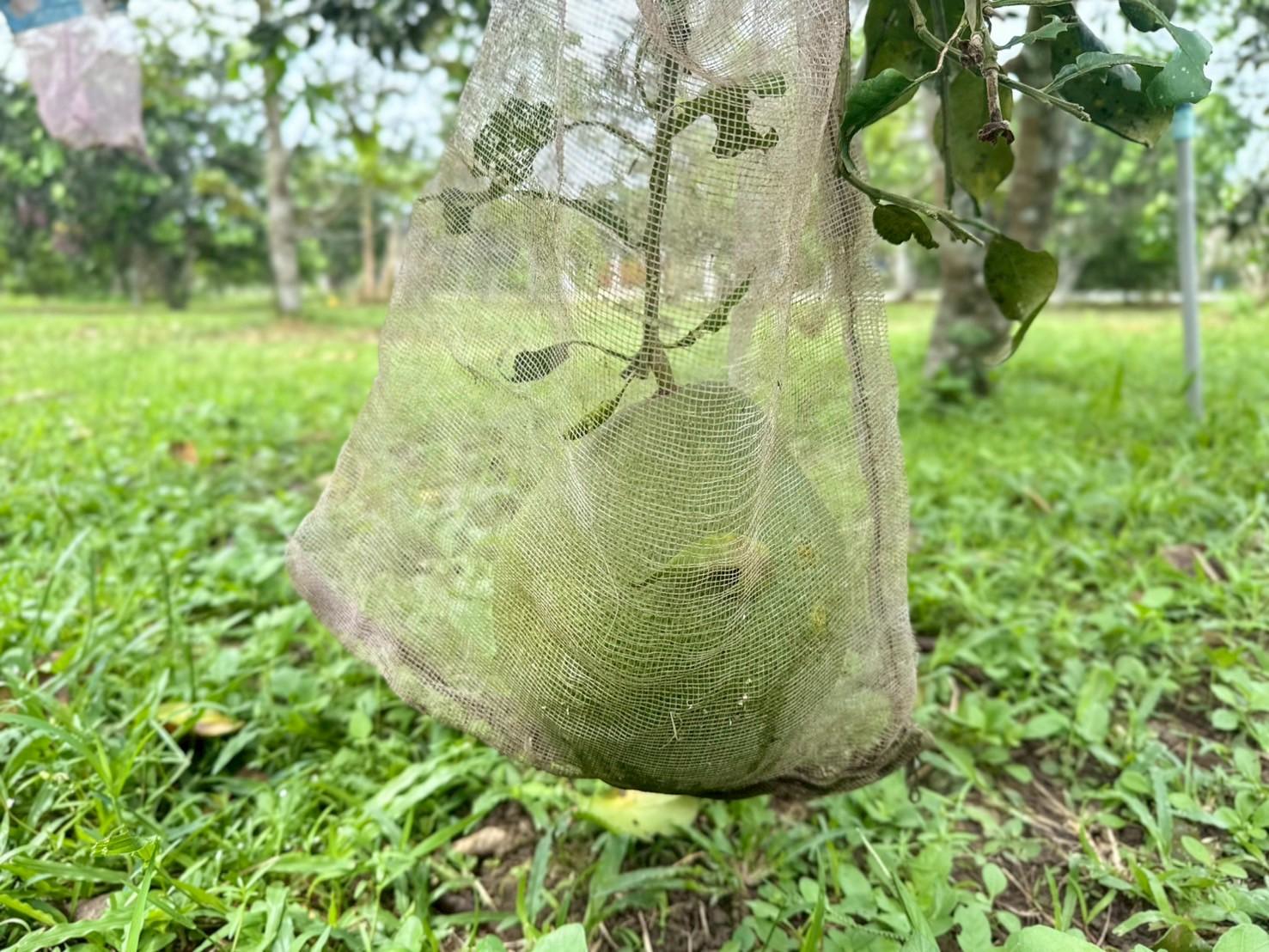 ของดีเมืองสงขลา ‘ส้มโอหอมควนลัง’ GI เกษตรกรรวมกลุ่มผลิตส้มโอคุณภาพ ออกตลาด ต.ค. - พ.ย. นี้ 5 LINE ALBUM ส้มโอ 251006 18