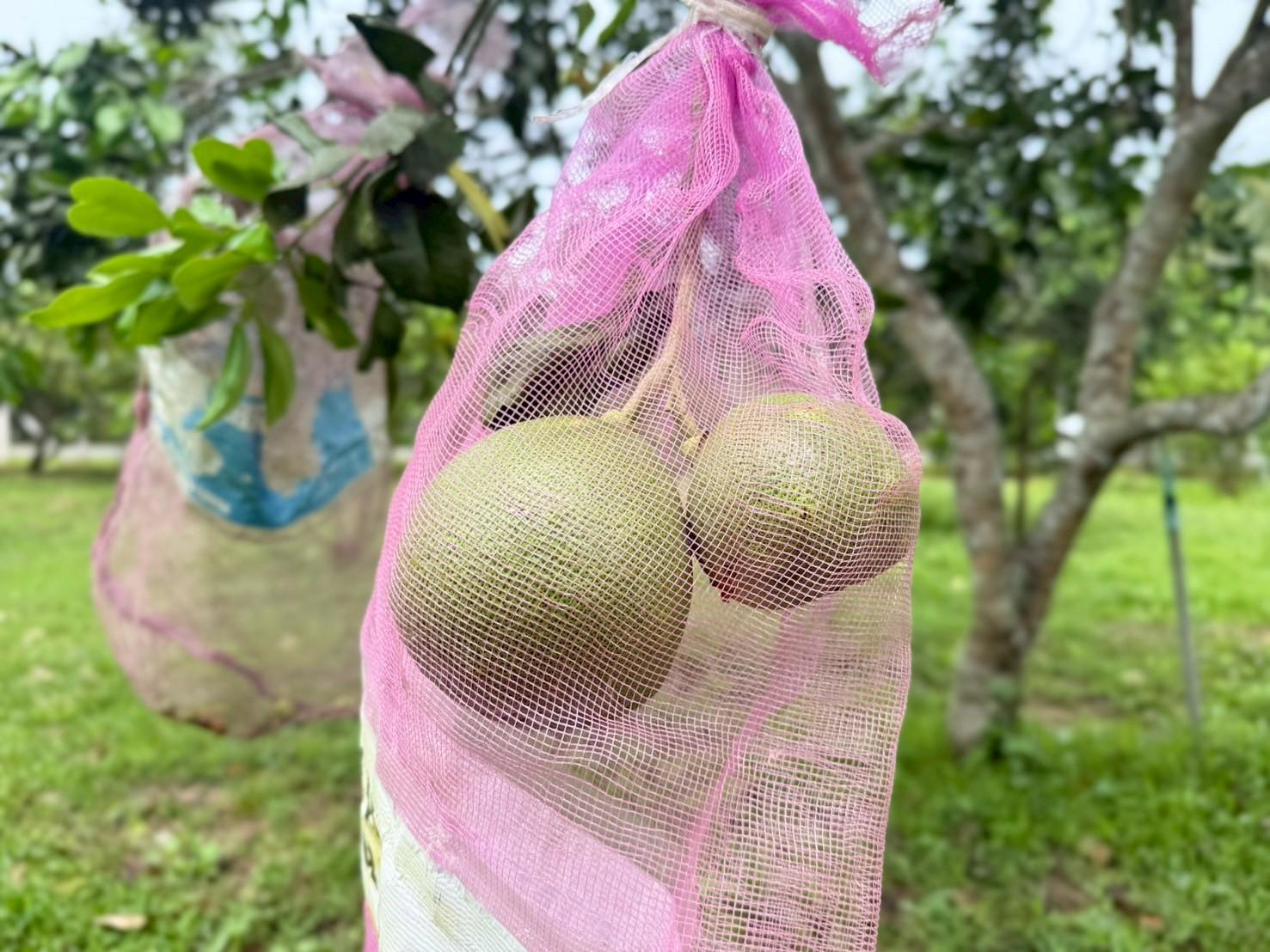 ของดีเมืองสงขลา ‘ส้มโอหอมควนลัง’ GI เกษตรกรรวมกลุ่มผลิตส้มโอคุณภาพ ออกตลาด ต.ค. - พ.ย. นี้ 6 LINE ALBUM ส้มโอ 251006 20