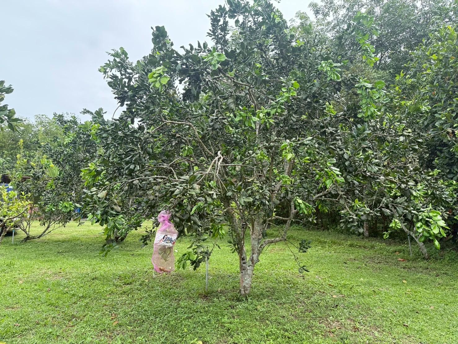 ของดีเมืองสงขลา ‘ส้มโอหอมควนลัง’ GI เกษตรกรรวมกลุ่มผลิตส้มโอคุณภาพ ออกตลาด ต.ค. - พ.ย. นี้ 7 LINE ALBUM ส้มโอ 251006 36